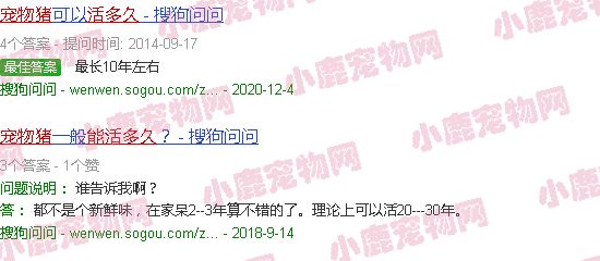 宠物猪能活多少年的寿命