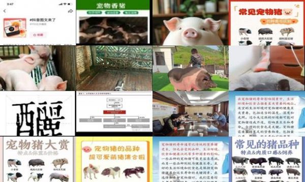 宠物猪能活多少年的寿命