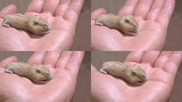 手里拿着一只又小又可爱的红色仓鼠。照顾宠物。