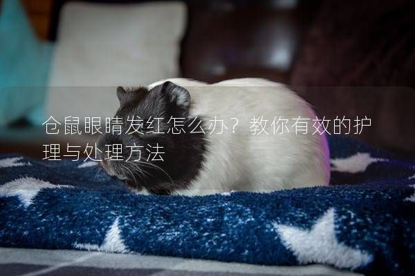 仓鼠眼睛发红怎么办？教你有效的护理与处理方法