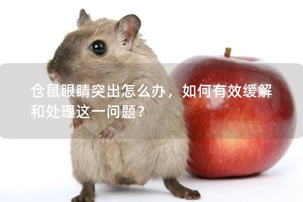 仓鼠眼睛突出怎么办，如何有效缓解和处理这一问题？