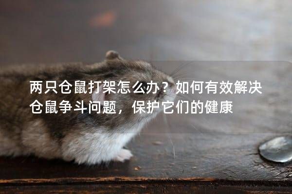 两只仓鼠打架怎么办？如何有效解决仓鼠争斗问题，保护它们的健康