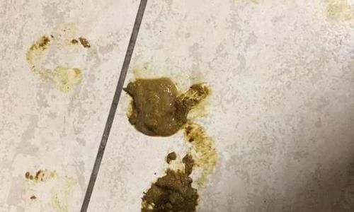 金毛拉肚子，应急处理与原因分析（如何应对金毛拉肚子的紧急情况，了解导致此症状的原因）