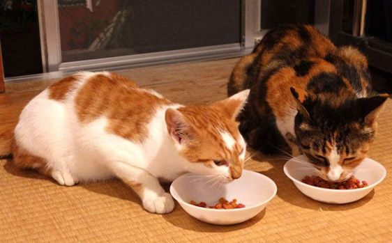 汪汪爱上猫宠物食品:宠物健康美味的贴心之选