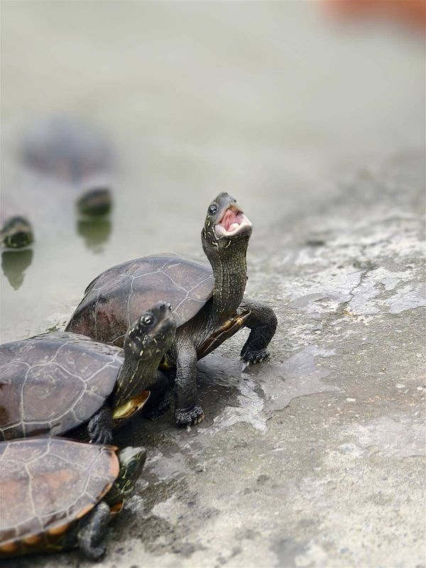 乌龟.jpg