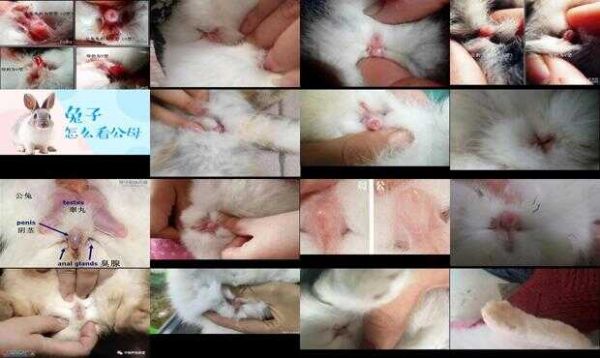 宠物兔公母的区别