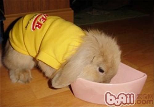 购买和喂养宠物兔的方法技巧