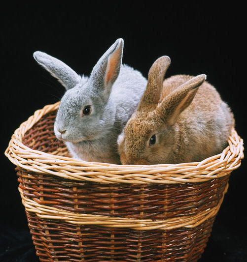 使用青饲料喂养兔子的好处