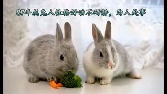 “养兔小贴士：常识+小心，宠物生活更美好！”