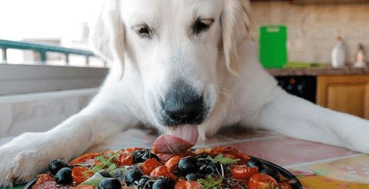 恳迪宠物食品好不好啊？