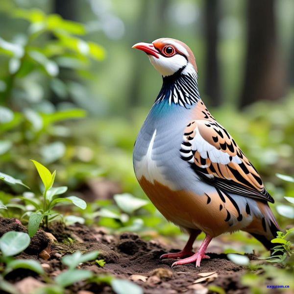 鹧鸪鸟生态养殖方法——探索自然的馈赠