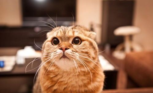 猫咪发腮食谱大揭秘！