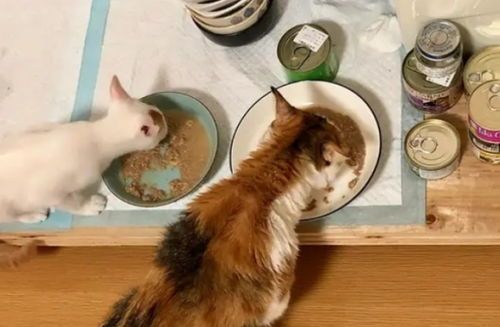 猫咪蔬菜食谱，营养均衡？如何搭配？