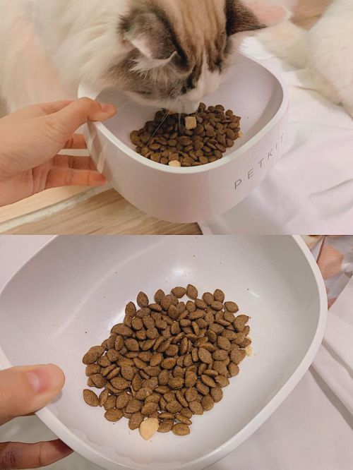 掌握猫粮搭配秘诀