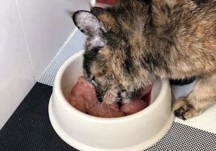 猫咪生肉食谱：探索宠物饮食新潮流
