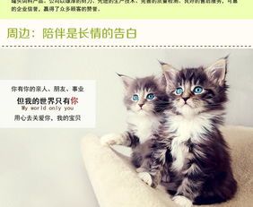 三个月猫咪，营养食谱推荐！