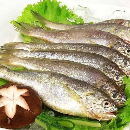 带鱼可喂猫，蒸制时间参考宠物食谱。