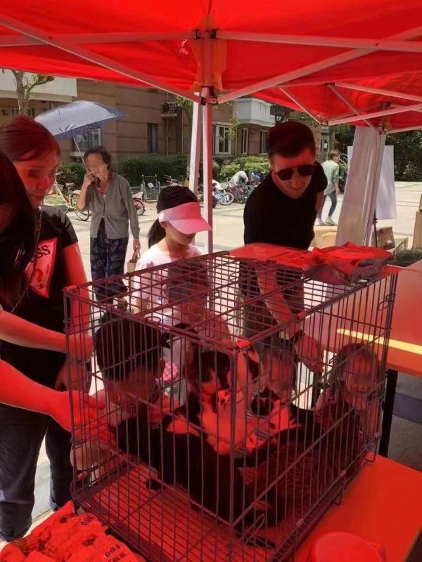上海黄浦西藏南路宠物领养救助网