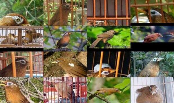 如何训练画眉鸟开笼叫 - 如何训练画眉鸟叫口多-第1张图片-漂亮宠物百科网