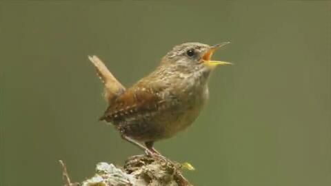 揭秘宠物鸟的鸣叫艺术：如何让它们更加悦耳动听？