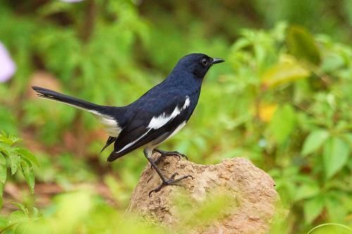 揭秘宠物鸟的鸣叫艺术：如何让它们更加悦耳动听？