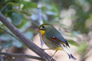 解锁相思鸟的鸣叫秘诀：宠物爱好者必看！