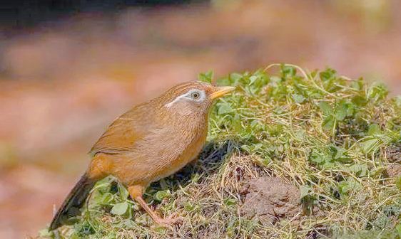 如何帮助画眉鸟迅速恢复鸣叫？