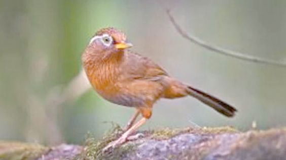 如何帮助画眉鸟迅速恢复鸣叫？