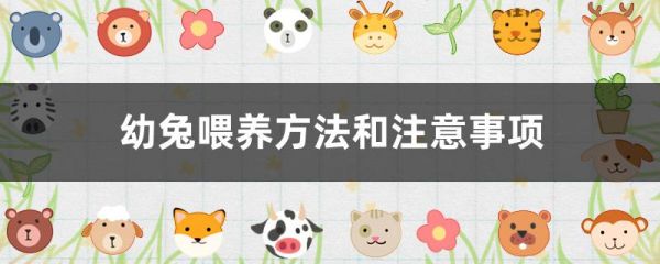 幼兔喂养方法和注意事项