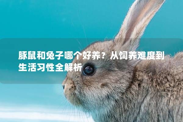 豚鼠和兔子哪个好养?从饲养难度到生活习性全解析