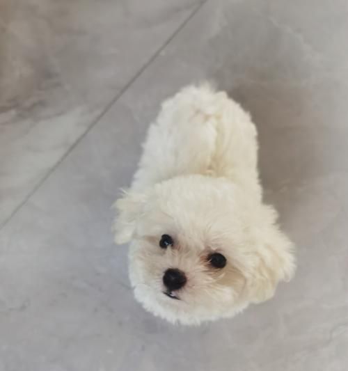 三个月的比熊成长指南（关于三个月大比熊的护理、训练和喂养的全面指南）