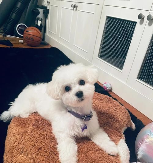 三个月的比熊成长指南（关于三个月大比熊的护理、训练和喂养的全面指南）