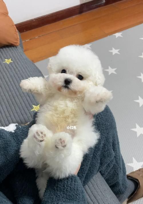 三个月的比熊成长指南（关于三个月大比熊的护理、训练和喂养的全面指南）