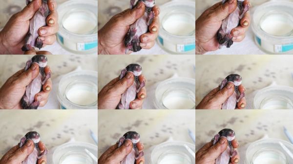 兽医对新生兔子的护理和喂养 生成式人工智能