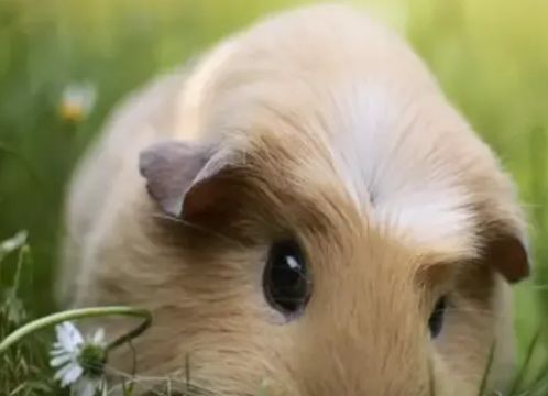 想养一只荷兰猪作为宠物?先来看看这些事情你知不知道