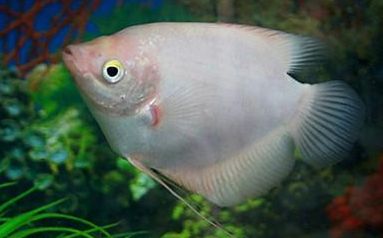 招财鱼生病用什么药?常见病症应对指南