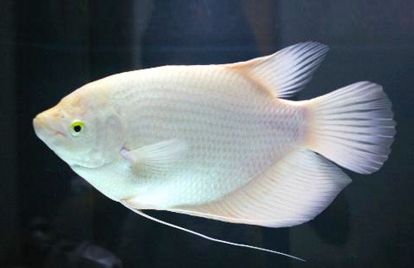 招财鱼生病用什么药?常见病症应对指南