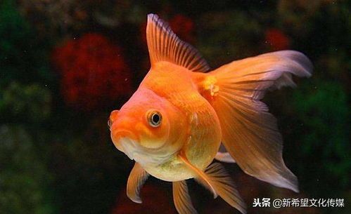 四大家鱼常见病鉴及宠物金鱼养护攻略