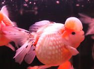 观赏鱼常见疾病及预防