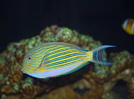 八个鱼病诊断方法