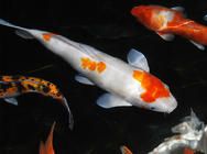 观赏鱼水霉病如何治疗