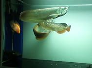 观赏鱼的白点病该如何治疗