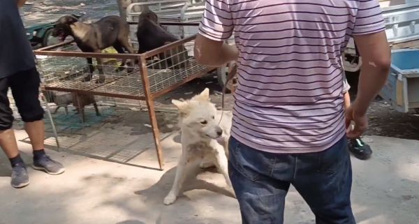 江苏：狗场淘汰的宠物狗去哪了？狗肉车上满是宠物狗，狗场主：已经没价值了