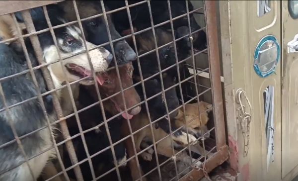 江苏：狗场淘汰的宠物狗去哪了？狗肉车上满是宠物狗，狗场主：已经没价值了