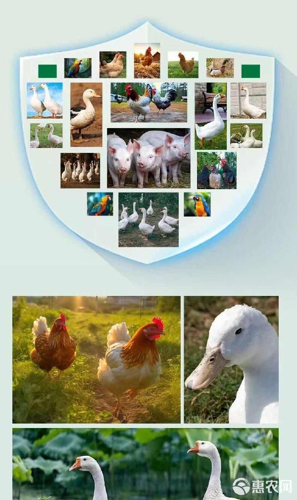 电解多维VC抗应激补维生素猪牛羊鸡鸭鹅龟水产孕畜饲料添加 电解多维VC抗应激补维生素猪牛羊鸡鸭鹅龟水产孕畜饲料添加