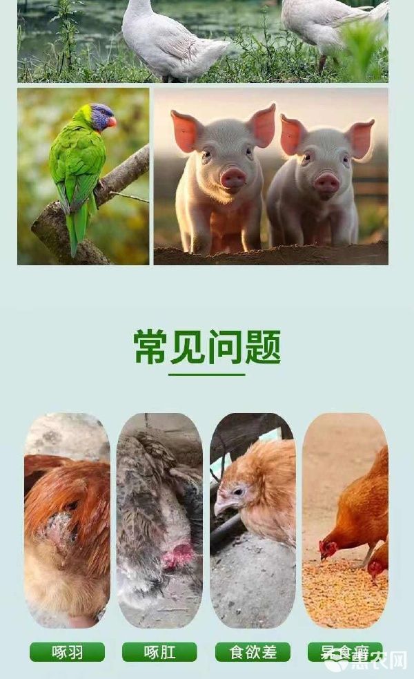 电解多维VC抗应激补维生素猪牛羊鸡鸭鹅龟水产孕畜饲料添加 电解多维VC抗应激补维生素猪牛羊鸡鸭鹅龟水产孕畜饲料添加