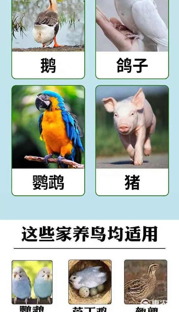 电解多维VC抗应激补维生素猪牛羊鸡鸭鹅龟水产孕畜饲料添加 电解多维VC抗应激补维生素猪牛羊鸡鸭鹅龟水产孕畜饲料添加