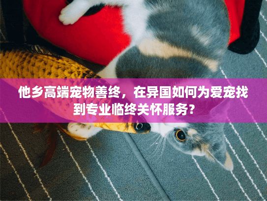 他乡高端宠物善终，在异国如何为爱宠找到专业临终关怀服务？