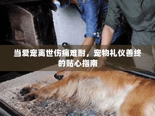 当爱宠离世伤痛难耐,宠物礼仪善终的贴心指南