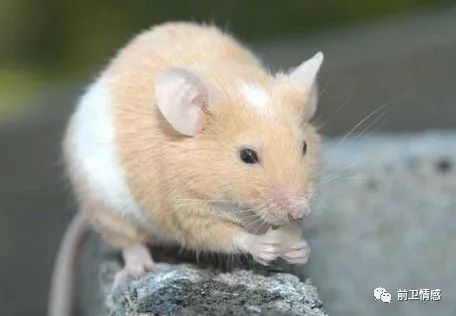 花枝鼠：萌宠界的“野老鼠”诱惑